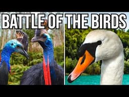 Ranking All 7 Continents By Their Largest Native Bird - From Smallest To Largest