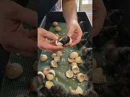 Hatching Ayam Cemani | Nichols County