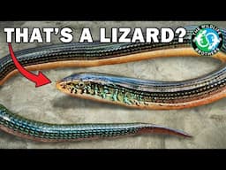 The WEIRDEST Lizard in America Breaks All the Rules - The Glass Lizard