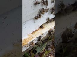 There’s a Big Issue in the Rescue Hive! #bees #bee #honeybee #beehive #savethebees #insect