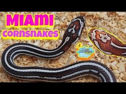 Miami Tessera Cornsnakes. Amazing babies from Nevada x Vegas pairing.