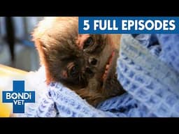 3 Hours Of Episodes: The Most Unforgettable Bondi Vet Season 5 Stories!