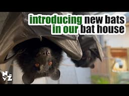 New Bat Arrivals meet our Bats