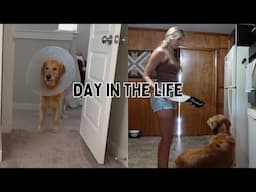 VLOG | A day in the life with a golden retriever