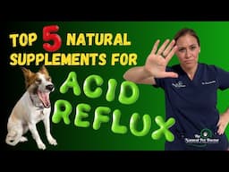 Top 5 Natural Supplements for Acid Reflux in Pets - Holistic Vet Advice