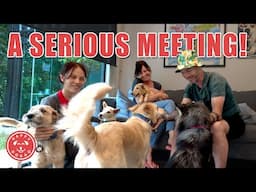 Dogs Attend Their Most Important Meeting Ever