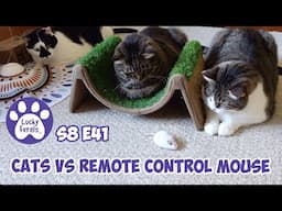 Cats Vs Hexbug Remote Control Mouse Cat Toy - Lucky Ferals S8 E41