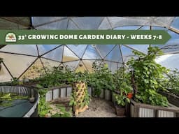 33' Growing Dome Garden Diary - Weeks 7 - 8