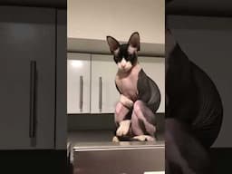 Backwards cat walk! #cats #sphynxcats