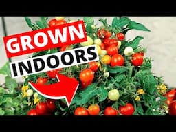 How To Grow Tomatoes Indoors | Indoor Gardening for Beginners