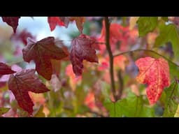 Liquidambar Styraciflua Sweet Gum Autumn Leaves / Fall Colour - Trees For Amazing Autumn/Fall Colour