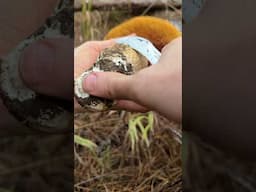 Big Porcino King Bolete Mushroom Cleaning ASMR