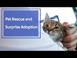 A Pet Rescue Flight and Surprise Kitten Adoption | Southwest Airlines