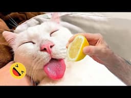 Funny Dogs And Cats Videos 2024 😅 - Best Funniest Animal Videos Of The week - K1