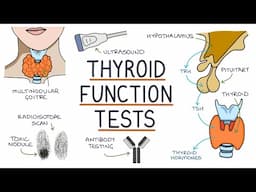 Understanding Thyroid Function Tests