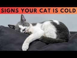 Cold Cat Warning! 10 Signs Your Cat Needs Warming Up