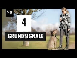 4 GRUNDSIGNALE | So Trainierst Du Sitz, Platz, Bleib & Steh In Einer Einheit | Tag 28