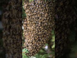 How do honeybees mate? #beekeeping #honeybee #aquaponicsystem