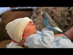 Cute Bird Falls In Love With This Baby At First Sight