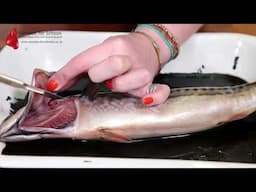 Fish Head Gills Gas Exchange System Dissection GCSE A Level Biology NEET Practical Skills