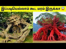 இதுவரை கேள்விப்பட்டிராத  விசித்திரமான மரங்கள் | unique trees in the world | TAMIL AMAZING FACTS