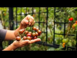 Bittersweet time in the garden: Garlic orders & last tomatoes