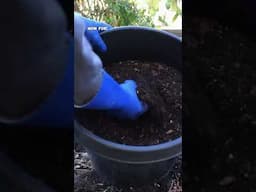 Transform Fall Leaves into Leaf Mold & Compost for Your Raised Garden Beds 🍂🌱