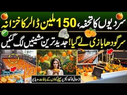 Orange Farming In Pakistan | 150 Million Dollars Industry | Discover Pakistan