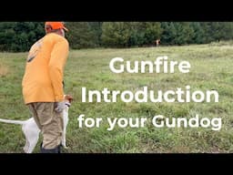 Gunfire Introduction for your Gundog