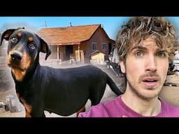 Rescuing PREGNANT Doberman From JUNK YARD!