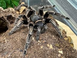 Aphonopelma seemanni , Costa Rican Zebra " Stripe Knee Tarantula  pairing