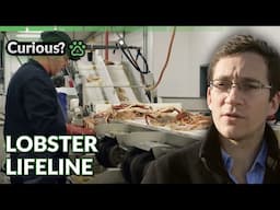 Preserving St. Lawrence’s Lobsters | 1000 Days For The Planet