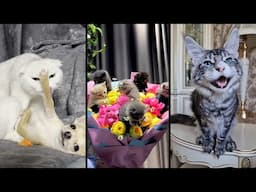 Funny and cute CATS 🐱Videos🔶 Сompilation # 43🔶