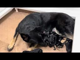 Just A Few Hours Old!  German Shepherd Puppies "I" Litter von Prufenpuden Dog For Advanced Training