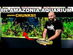 8ft AMAZONIA Aquarium: Finally ADDING CHUNKS!