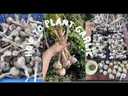 How to plant garlic