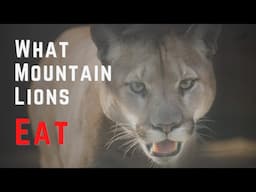 What Mountain Lions Eat, The Cougar Prey List