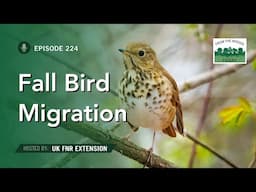 Fall Bird Migration - From the Woods Today - Episode 224