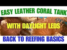 EASY LEATHER CORAL TANK - WITH DAYLIGHT LEDs (Back To Reefing Basics)