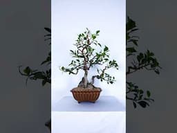 Repotting a Root-Over-Rock Ficus Bonsai