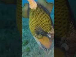 Titan Trigger Fish Eating #titantrigger #triggerfish #fish #titan #yellowtriggerfish