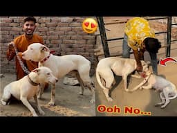 Gabbar Badmash Sy Female Dog Ko Milva Diya