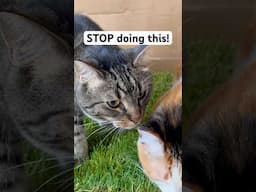 How to get a cat to STOP going wild when they go outside