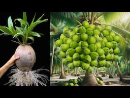 Let's To See How i Grafting Coconut Tree To Produce The Most of Fruit in a Sort Time