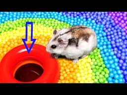 🐹 Hamster Escapes the Pool