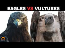 What Is The Difference Between Eagles And Vultures?