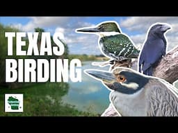 What's Hiding at Edinburg Scenic Wetlands? RARE South Texas Bird Species Found!