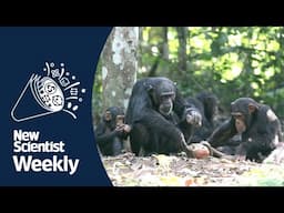 Why chimps are still in the Stone Age and humans are in the Space Age | New Scientist Weekly 277