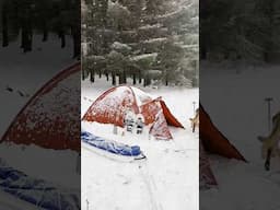 Crazy snowstorm tent camping with dog #doggo #survivaland #outdoors