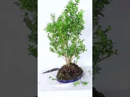 Easy Start into Bonsai with Cheap Material